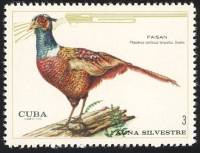 (1970-074) Марка Куба "Фазан обыкновенный"    Лесная фауна III Θ
