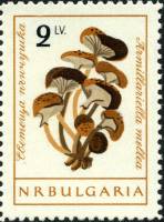 (1961-078) Марка Болгария "Опята "   Грибы (1) III Θ