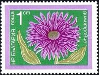 (1974-044) Марка Болгария "Астра зимняя"    Садовые цветы II Θ