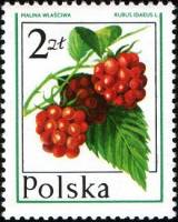 (1977-009) Марка Польша "Малина"    Лесные ягоды III Θ