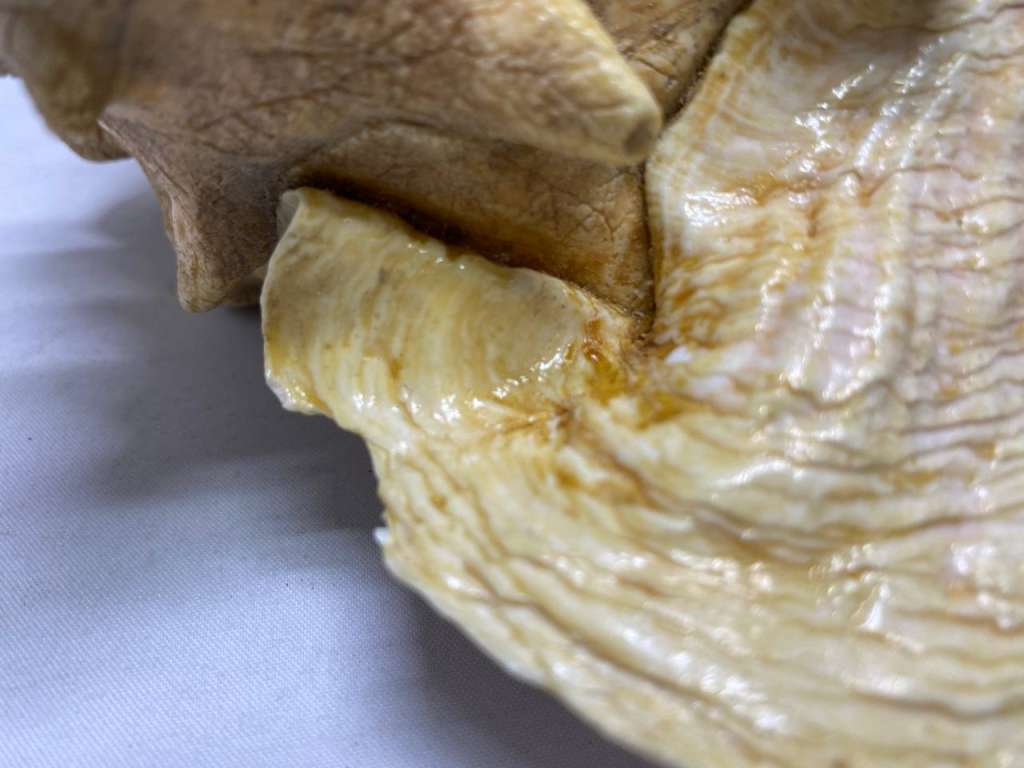 Морская раковина 23*20*13 см