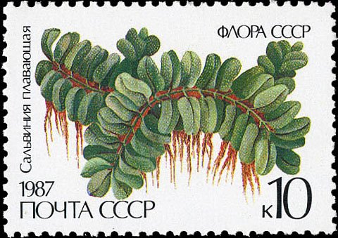 1987-055 Марка СССР Сальвиния плавающая  Папоротники II Θ