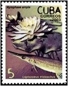 (№4521) Марка Куба 2003 год &quot;Кувшинка Lepisosteus tristoechus ampla&quot;, Гашеная