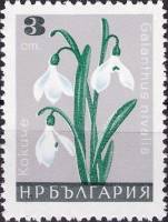 (1966-097) Марка Болгария "Подснежник белоснежный"   Садовые цветы III Θ