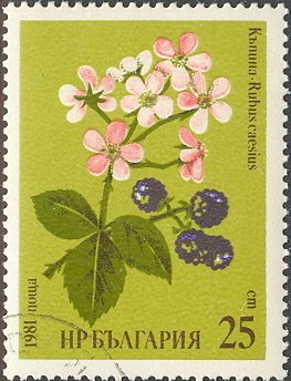 (1981-007) Марка Болгария "Ежевика "   Лекарственные растения II O