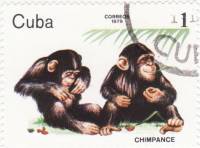 (1979-078) Марка Куба "Шимпанзе"    Животные зоопарка III Θ