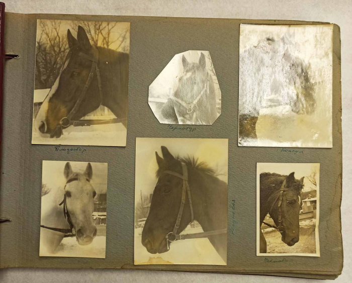 Альбом с фотографиями лошадей ( Сост. на фото )