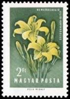 (1958-84) Марка Венгрия "Лилейник жёлтый"    Цветы III Θ
