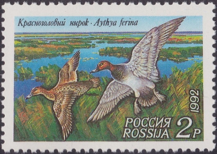 (1992-36) Марка Россия &quot;Красноголовый нырок&quot;   Утки III Θ