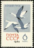 1962-141 Марка СССР Белые гуси   Птицы II O