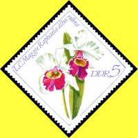 (1968-088) Марка Германия (ГДР) "Лелия"    Орхидеи III Θ