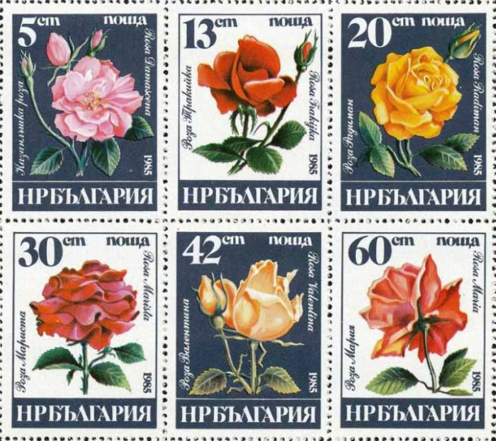 (1985-059a) Сцепка (6 м) Болгария &quot;Розы&quot;   Розы III Θ