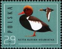 (1985-044) Марка Польша "Красноносый нырок"    Охрана природы. Дикие утки III Θ
