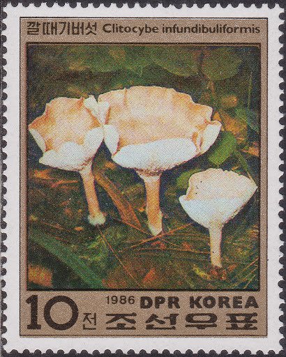 (1986-084) Марка Северная Корея "Говорушка ворончатая"   Грибы III &Theta;