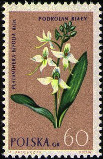(1962-038) Марка Польша &quot;Любка двулистая&quot;   Растения II O