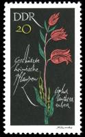 (1966-095) Марка Германия (ГДР) "Пыльцеголовник красный"    Растения под защитой III Θ