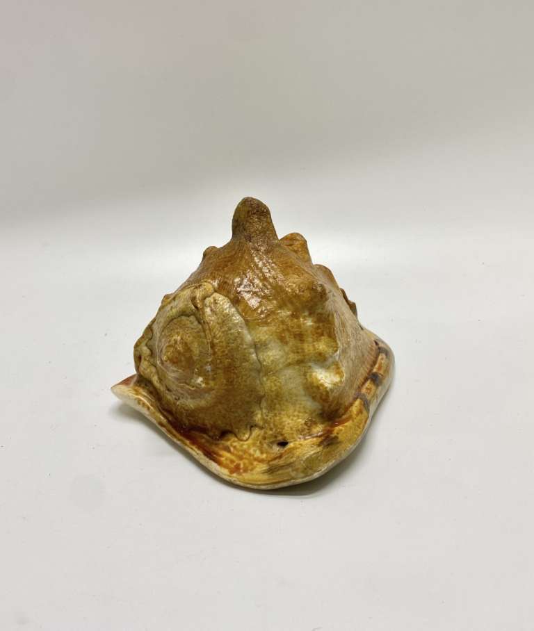 Большая морская раковина Акулья пасть