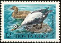 1972-006 Марка СССР Очковая гага   Водоплавающие птицы - обитатели морей и океанов II O