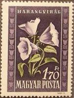 (1950-049) Марка Венгрия "Колокольчик круглолистный"    Флора Венгрии III Θ