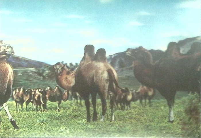 Стерео-открытка &quot;Верблюды&quot;, Монголия