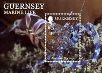 (№2014-70) Блок марок Гернси 2014 год "Анемона креветок Periclimenes СП", Гашеный