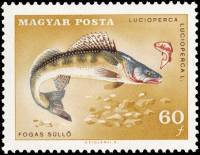 (1967-042) Марка Венгрия "Обыкновенный судак" ,  III O
