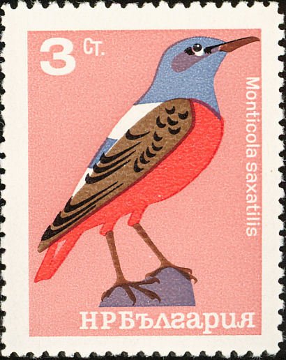 (1965-023) Марка Болгария &quot;Дрозд&quot;   Певчие птицы I Θ