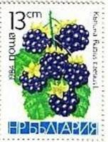 (1984-025) Марка Болгария "Ежевика"   Фрукты III Θ