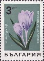 (1968-015) Марка Болгария "Шафран велухский"   Горные цветы III Θ