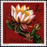 (1981-061) Марка Польша "Рипсалис"    Цветущие суккулентные растения II Θ