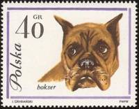 (1963-007) Марка Польша "Боксер"   Собаки II Θ