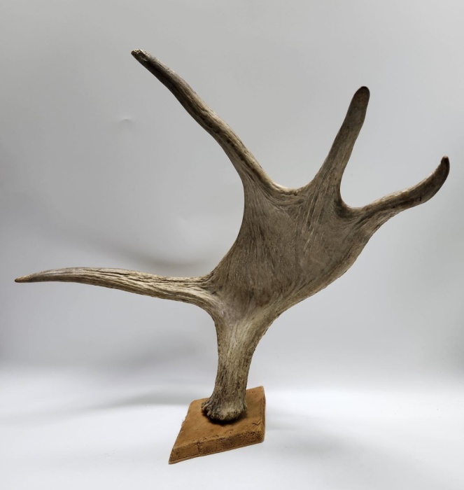 Рог лося настенный большой длина 50 см