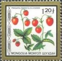 (1987-048) Марка Монголия "Земляника восточная"    Съедобные ягоды III Θ