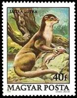 (1979-063) Марка Венгрия "Выдра"    Охраняемые животные II Θ