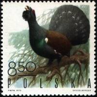 (1970-010) Марка Польша "Глухарь"   Пернатая дичь III Θ