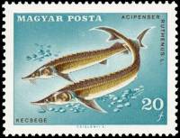 (1967-041) Марка Венгрия "Стерлядь "    Чемпионат мира по рыбной ловле, Дунауйварош, Венгрия II Θ
