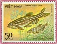 (1984-064) Марка Вьетнам "Данио-рерио"    Рыбы II Θ