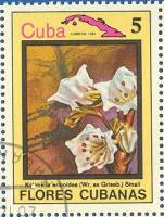 (1983-073) Марка Куба "Кальмия"    Цветы III Θ
