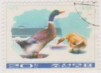(1976-006) Марка Северная Корея "Домашняя утка"   Птицеводство III O