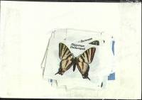 Набор спичечных этикеток "Бабочки", новые в упаковке, СССР (сост. на фото)