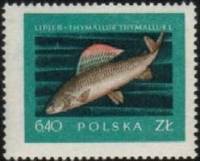 (1958-86) Марка Польша "Хариус"   Рыбы III не использовать Θ