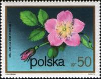 (1972-074) Марка Польша "Шиповник"    Кустарниковые Цветы II Θ