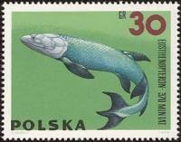 (1966-004) Марка Польша "Лопастопёрая рыба"   Доисторические животные II O