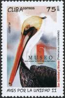 (№5516) Марка Куба 2011 год "Коричневый Пеликан pelecanus Западная", Гашеная