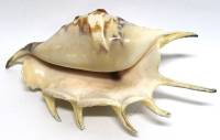 Морская раковина "Лямбис Скорпио", 15 см. (сост. на фото)