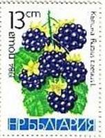 (1984-025) Марка Болгария "Ежевика"   Фрукты III Θ