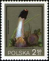 (1980-033) Марка Польша "Веселка Адриана"    Грибы III O