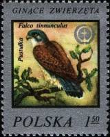 (1977-024) Марка Польша "Пустельга"    Редкие животные III O