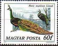 (1977-016) Марка Венгрия "Зелёный павлин"    Павлины и фазаны II Θ