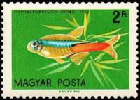 (1962-013) Марка Венгрия "Голубой неон"    Декоративные рыбки III Θ